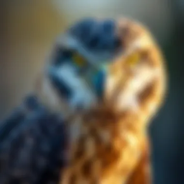 Magnificent Bird Rescue Initiatives in Your Area: Understanding Local Efforts and Impacts Magnificent Bird Rescue Initiatives in Your Area: Understanding Local Efforts and Impacts