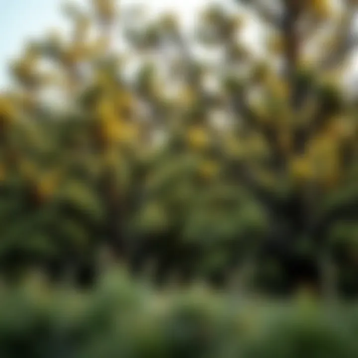 Magnificent Exploring the Best Trees for Wildlife