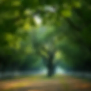 Magnificent Exploring Urban Forest Tree Services Magnificent Exploring Urban Forest Tree Services