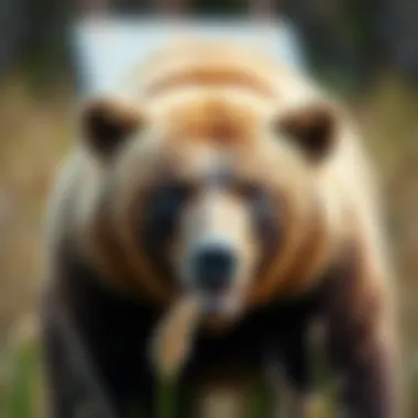 Magnificent Strategies for Utilizing Bear Proof Storage Bins in Environmental Management