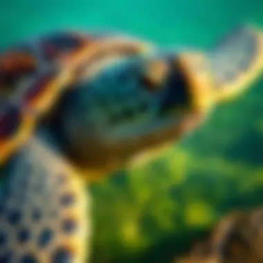 Magnificent The Habitat of Green Turtles: An In-depth Exploration