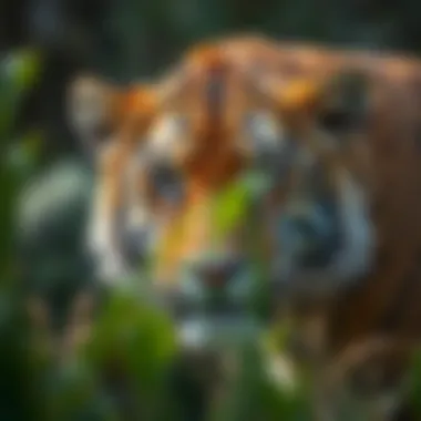 Magnificent The Importance of Wildlife Fund Donations for Conservation