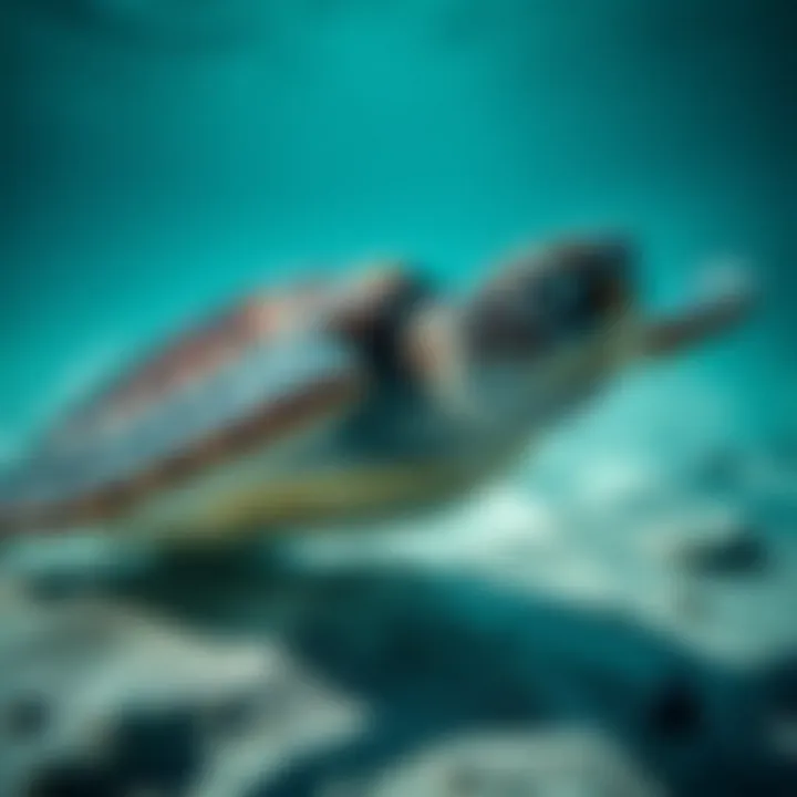 Magnificent The Plight of Sea Turtles: Understanding Their Endangerment