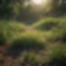 A lush green field showcasing diverse grass species thriving in their natural habitat