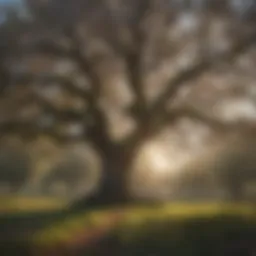 Majestic Oak Tree in Blossom