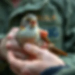 A close-up of an injured bird being gently handled by a wildlife rehabilitator