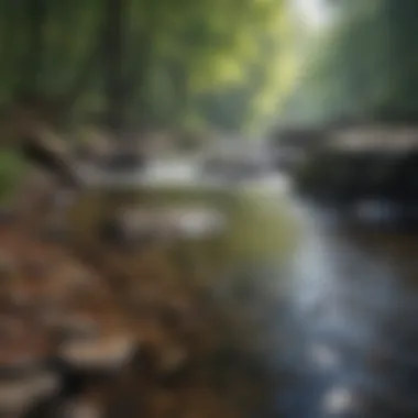 Babbling Brook in Penn State Forest