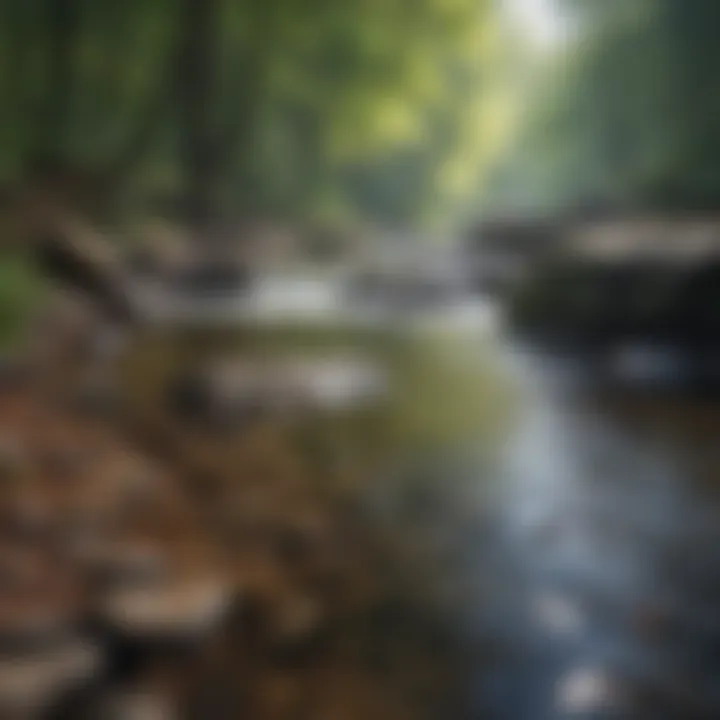 Babbling Brook in Penn State Forest