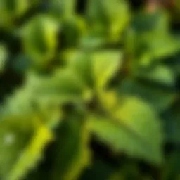 A close-up view of fresh stinging nettle leaves