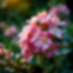 Best Small Flowering Perennial Shrubs: A Comprehensive Guide Introduction