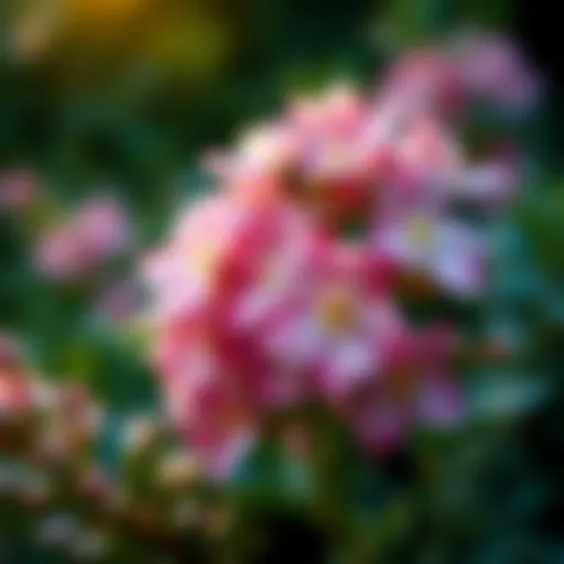 Best Small Flowering Perennial Shrubs: A Comprehensive Guide Introduction