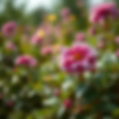 Notable Best Small Flowering Perennial Shrubs: A Comprehensive Guide Notable Best Small Flowering Perennial Shrubs: A Comprehensive Guide