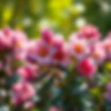 Best Small Flowering Perennial Shrubs: A Comprehensive Guide Summary Best Small Flowering Perennial Shrubs: A Comprehensive Guide Summary