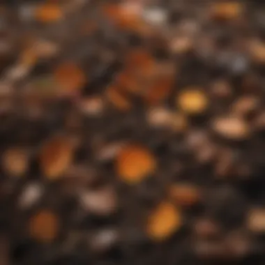 Close-up of rich, dark compost ready for use