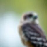 Bird Rescue Initiatives in Your Area: Understanding Local Efforts and Impacts Introduction