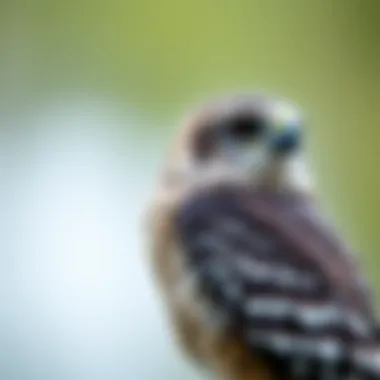 Bird Rescue Initiatives in Your Area: Understanding Local Efforts and Impacts Introduction Bird Rescue Initiatives in Your Area: Understanding Local Efforts and Impacts Introduction