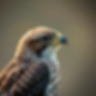 Notable Bird Rescue Initiatives in Your Area: Understanding Local Efforts and Impacts Notable Bird Rescue Initiatives in Your Area: Understanding Local Efforts and Impacts