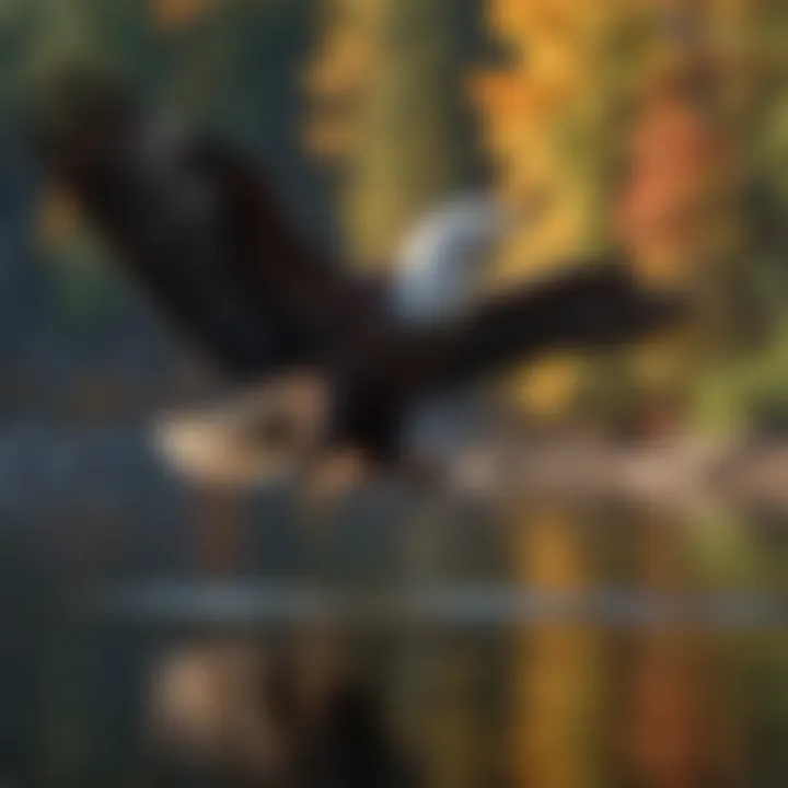 A majestic Bald Eagle soaring over a serene lake.