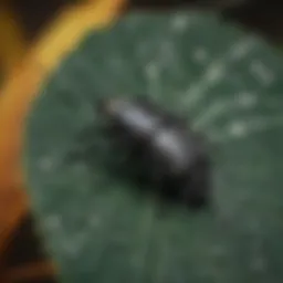 Close-up of a black beetle with white spots on a leaf