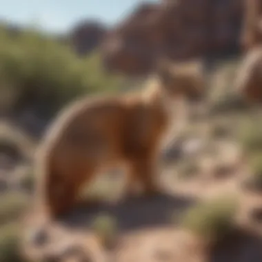 Biodiversity in BLM Areas Wildlife inhabiting a BLM area emphasizing biodiversity