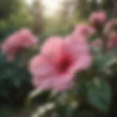 Blooming Pink Flower on Bush
