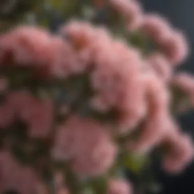 Close-up of flowers from popular blooming shrubs
