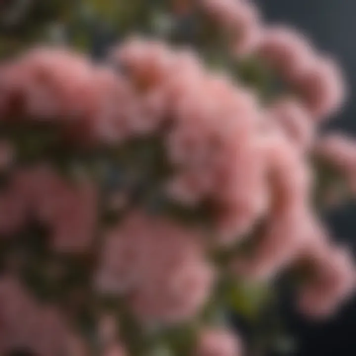 Close-up of flowers from popular blooming shrubs