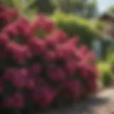 A vibrant display of various blooming shrubs in a garden