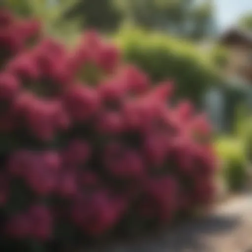A vibrant display of various blooming shrubs in a garden