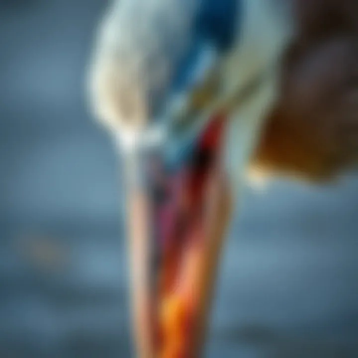 Blue Heron's Feeding Mechanism A close-up of a blue heron's sharp beak during feeding