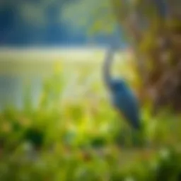 A blue heron standing majestically in a serene wetland