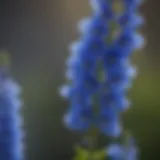 Blue Delphinium Flower