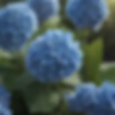 Blue Hydrangea Flower