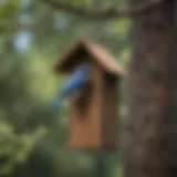 Bluebird House Hanging on a Tree Branch