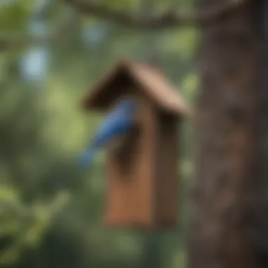 Serenity in Nature Bluebird House Hanging on a Tree Branch