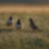 Aerial view of bobolinks in a field