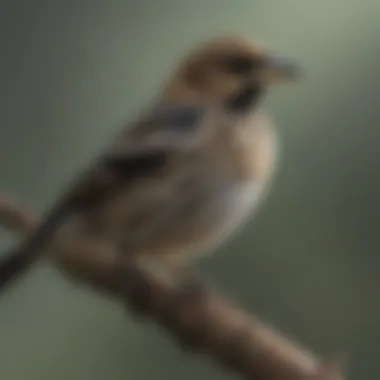 Close-up of a bobolink perched on a branch