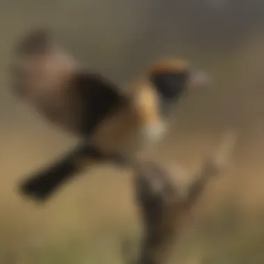 Bobolink in mid-flight during migration