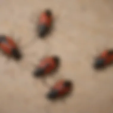 Lifecycle of Boxelder Bugs A diagram illustrating the lifecycle stages of boxelder bugs, from egg to adult.