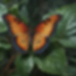 Exquisite Butterfly-Shaped Leaf Plant Close-Up