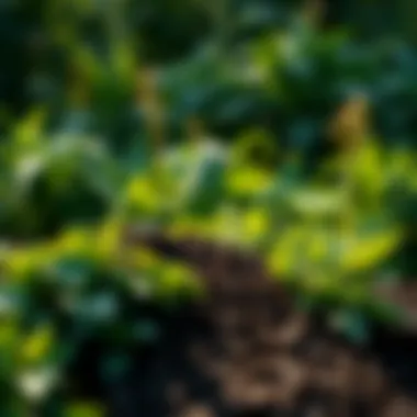 A lush garden thriving from nutrient-rich compost, highlighting the benefits of effective composting.