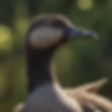 Canadian Geese Behavior Patterns