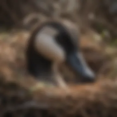 Close-up of a Canadian goose tending to its nest