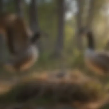 Canadian geese selecting nesting materials