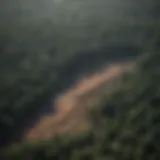 Aerial view of deforested land showing stark contrast with surrounding forests