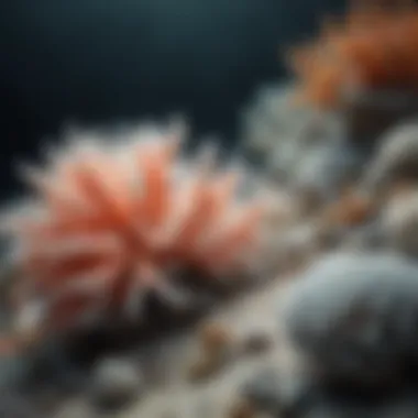 Fading Beauty: Coral Bleaching Crisis Illustration portraying coral bleaching event