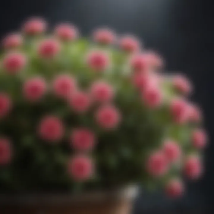 Close-up of a blooming flowering shrub thriving in a container