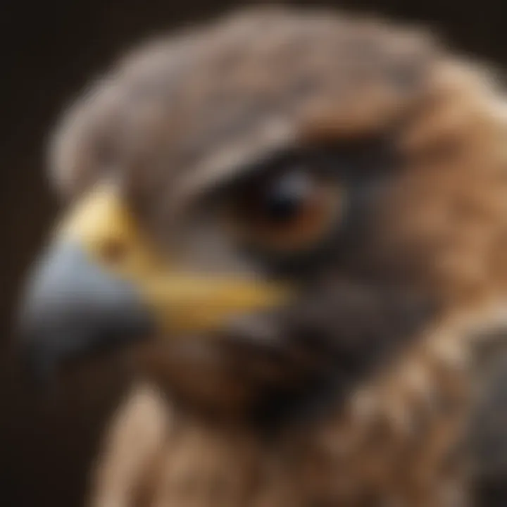 Close-up of Falcon's Sharp Beak