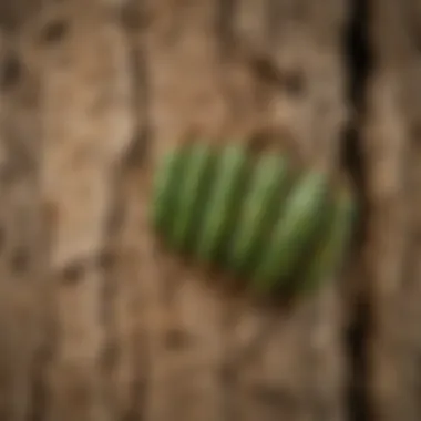 Close-up of green ash borer larvae tunneling through tree bark