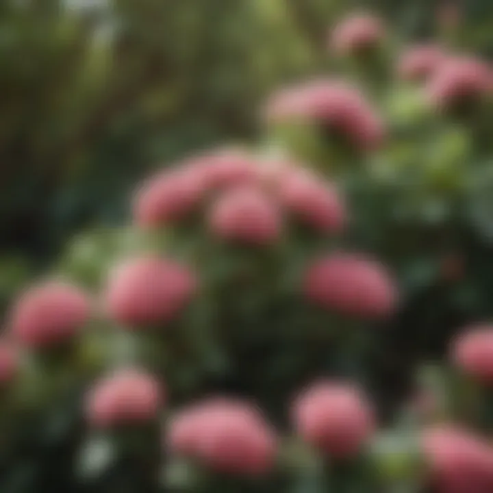 Close-up view of a specific low profile flowering shrub species, highlighting its unique blooms and foliage.